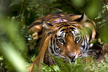 Female Indian Tiger (Bengal tiger) (Panthera tigris tigris) at samba deer kill, Bandhavgarh National Park, Madhya Pradesh state, India, Asia