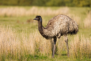 Emu (Dromaius novaehollandiae), Wilson's Promontory National Park, Victoria, Australia, Pacific