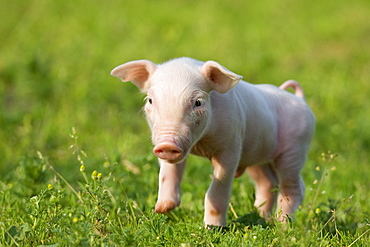 Domestic pig, Huellhorst, Germany, Europe