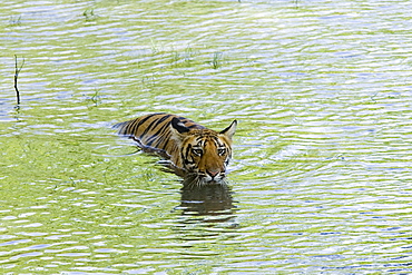 Indian tiger (Bengal tiger) (Panthera tigris tigris), Bandhavgarh National Park, Madhya Pradesh state, India, Asia