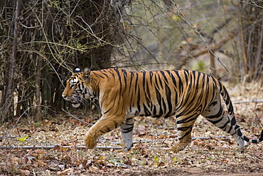 Female Indian tiger (Bengal tiger) (Panthera tigris tigris), Bandhavgarh National Park, Madhya Pradesh state, India, Asia