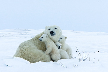 Polar bear (Ursus maritimus) mother with triplets, Wapusk National Park, Churchill, Hudson Bay, Manitoba, Canada, North America