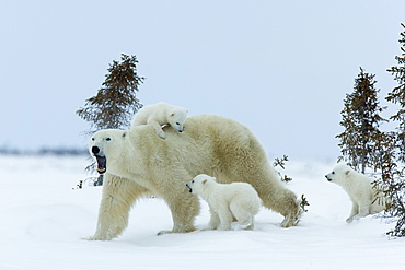 Polar bear (Ursus maritimus) mother with triplets, Wapusk National Park, Churchill, Hudson Bay, Manitoba, Canada, North America