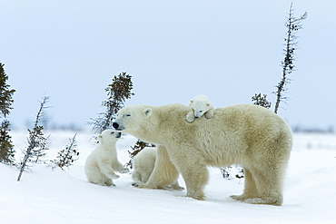 Polar bear (Ursus maritimus) mother with triplets, Wapusk National Park, Churchill, Hudson Bay, Manitoba, Canada, North America