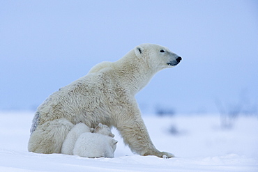 Polar bear (Ursus maritimus) mother with triplets, Wapusk National Park, Churchill, Hudson Bay, Manitoba, Canada, North America