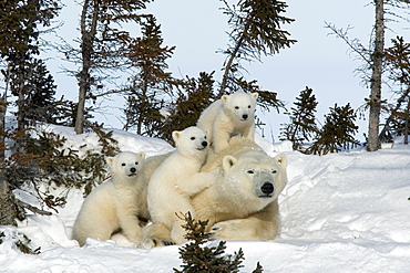 Polar bear (Ursus maritimus) mother with triplets, Wapusk National Park, Churchill, Hudson Bay, Manitoba, Canada, North America