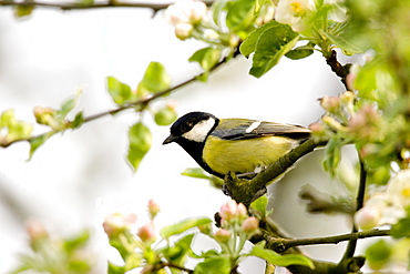 Great tit (Parus major) in apple tree, Bielefeld, Nordrhein Westfalen, Germany, Europe