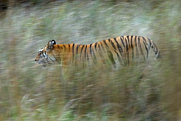 Female Indian tiger (Bengal tiger) (Panthera tigris tigris), Bandhavgarh National Park, Madhya Pradesh state, India, Asia