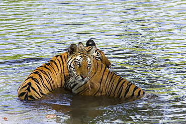 Family of Indian tigers (Bengal tiger) (Panthera tigris tigris), Bandhavgarh National Park, Madhya Pradesh state, India, Asia