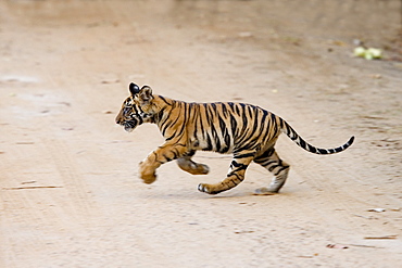 Indian tiger cub (Bengal tiger) (Panthera tigris tigris), Bandhavgarh National Park, Madhya Pradesh state, India, Asia