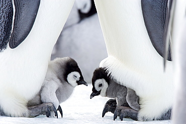 Emperor penguin chicks (Aptenodytes forsteri), Snow Hill Island, Weddell Sea, Antarctica, Polar Regions 