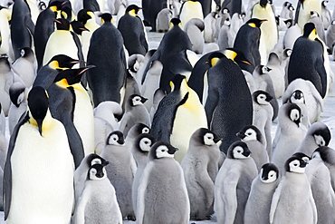 Emperor penguin (Aptenodytes forsteri), chicks in colony, Snow Hill Island, Weddell Sea, Antarctica, Polar Regions 