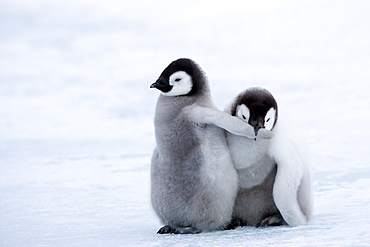 Emperor penguin chicks (Aptenodytes forsteri), Snow Hill Island, Weddell Sea, Antarctica, Polar Regions 