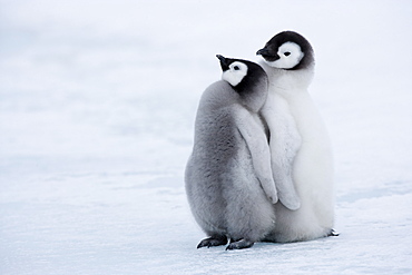 Emperor penguin chicks (Aptenodytes forsteri), Snow Hill Island, Weddell Sea, Antarctica, Polar Regions 