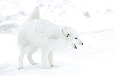 Arctic fox (Polar fox) (Alopex lagopus), Churchill, Hudson Bay, Manitoba, Canada, North America