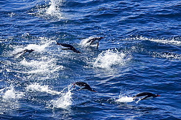 Gentoo penguins (Pygoscelis papua), Browns Bluff, Drake Passage, Weddell Sea, Antarctic Peninsula, Antarctica, Polar Regions