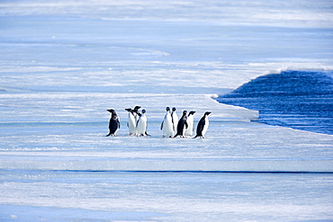 Adelie penguins (Pygoscelis adeliae), Browns Bluff, Weddell Sea, Antarctic Peninsula, Antarctica, Polar Regions