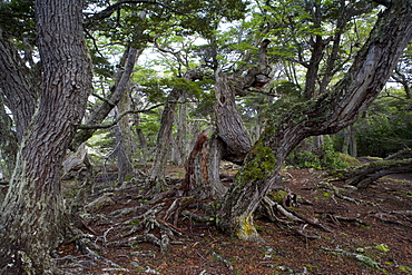 Trees on coast, Ushuaia, Tierra del Fuego National Park, Argentina, South America