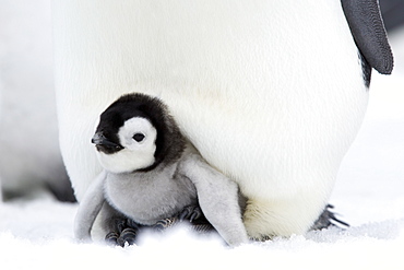 Emperor penguin chick (Aptenodytes forsteri), Snow Hill Island, Weddell Sea, Antarctica, Polar Regions