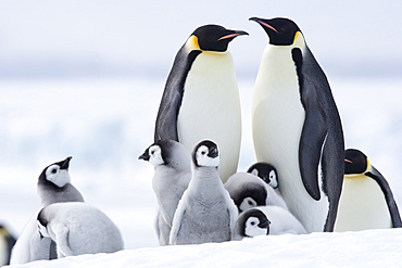 Emperor penguins (Aptenodytes forsteri) and chicks, Snow Hill Island, Weddell Sea, Antarctica, Polar Regions