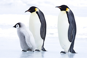 Emperor penguins (Aptenodytes forsteri) and chick, Snow Hill Island, Weddell Sea, Antarctica, Polar Regions