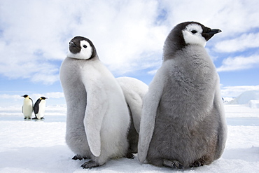 Emperor penguin chicks (Aptenodytes forsteri), Snow Hill Island, Weddell Sea, Antarctica, Polar Regions