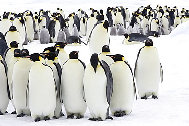 Colony of Emperor penguins (Aptenodytes forsteri), Snow Hill Island, Weddell Sea, Antarctica, Polar Regions