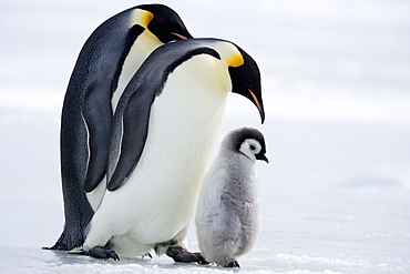 Emperor penguins (Aptenodytes forsteri) and chick, Snow Hill Island, Weddell Sea, Antarctica, Polar Regions