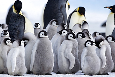 Colony of Emperor penguins (Aptenodytes forsteri) and chicks, Snow Hill Island, Weddell Sea, Antarctica, Polar Regions