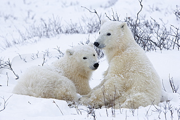 Polar bears (Ursus maritimus), Churchill, Hudson Bay, Manitoba, Canada, North America