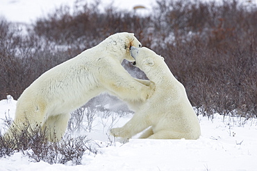 Polar bear (Ursus maritimus), Churchill, Hudson Bay, Manitoba, Canada