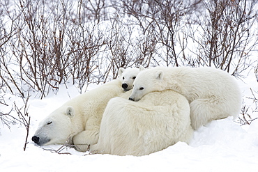 Polar bears (Ursus maritimus), Churchill, Hudson Bay, Manitoba, Canada, North America