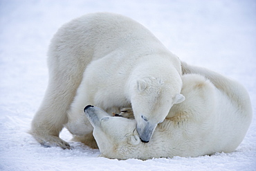 Polar bears (Ursus maritimus), Churchill, Hudson Bay, Manitoba, Canada, North America