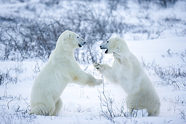 Polar bear (Ursus maritimus), Churchill, Hudson Bay, Manitoba, Canada