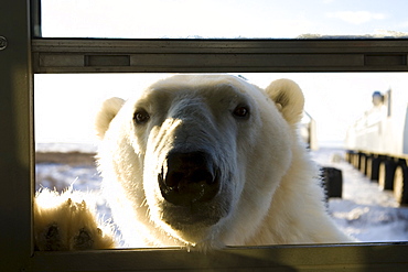 Polar bear (Ursus maritimus), Churchill, Hudson Bay, Manitoba, Canada