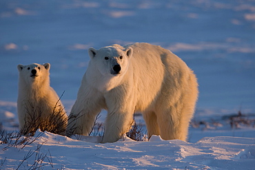 Polar bears (Ursus maritimus), Churchill, Hudson Bay, Manitoba, Canada, North America