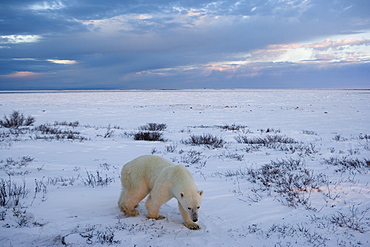 Polar bears (Ursus maritimus), Churchill, Hudson Bay, Manitoba, Canada, North America