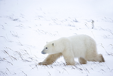 Polar bear (Ursus maritimus), Churchill, Hudson Bay, Manitoba, Canada