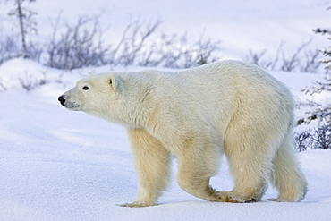 Polar bear (Ursus maritimus), Churchill, Hudson Bay, Manitoba, Canada