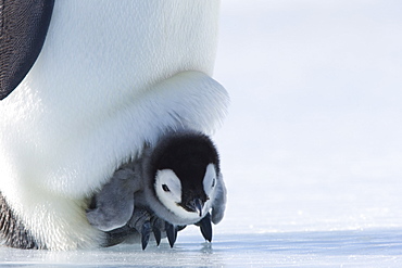 Emperor penguin chick (Aptenodytes forsteri), Snow Hill Island, Weddell Sea, Antarctica, Polar Regions