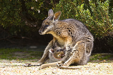 Tammar Wallaby, (Macropus eugenii), Flinders Chase N.P., Kangaroo Island, South Australia, Australia