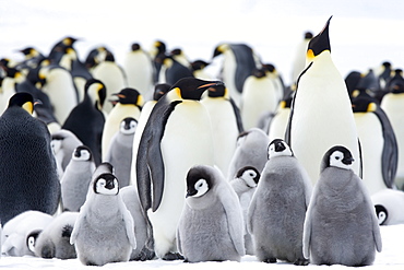 Emperor penguins (Aptenodytes forsteri) and chicks, Snow Hill Island, Weddell Sea, Antarctica, Polar Regions