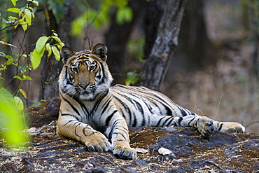 Indian tiger (Bengal tiger) (Panthera tigris tigris), Bandhavgarh National Park, Madhya Pradesh state, India, Asia