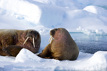 Walrus (Odobenus rosmarus) on pack ice, Spitzbergen, Svalbard, Norway, Scandinavia, Europe