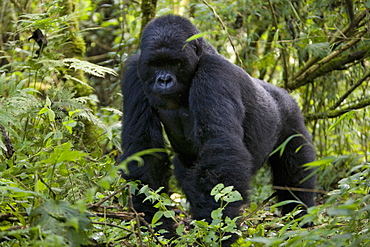 Mountain gorilla (Gorilla gorilla beringei), Silverback, Kongo, Rwanda, Africa