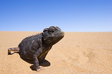 Namaqua chameleon (Chamaeleo namaquensis), Namib Desert, Namibia, Africa