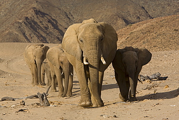 Herd of desert-dwelling elephants (Loxodonta africana africana), Namibia, Africa