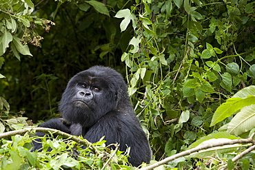 Silverback, Mountain gorilla (Gorilla gorilla beringei), Rwanda (Congo border), Africa