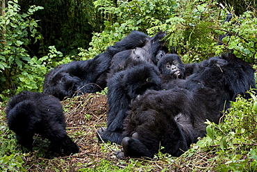 Mountain gorilla group (Gorilla gorilla beringei), Rwanda (Congo border), Africa