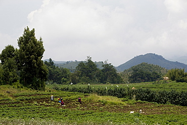 Potato field, with Virunga Mountains beyond, Congo, Rwanda, Africa